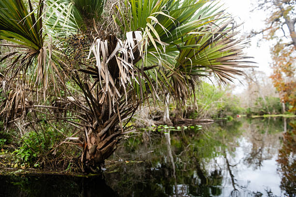This is a wide angle photograph of the lush green vegetation with dense palm trees and water lilies reflecting on the river at Wekiva Springs state park in Apopka, Florida on an overcast winter day.