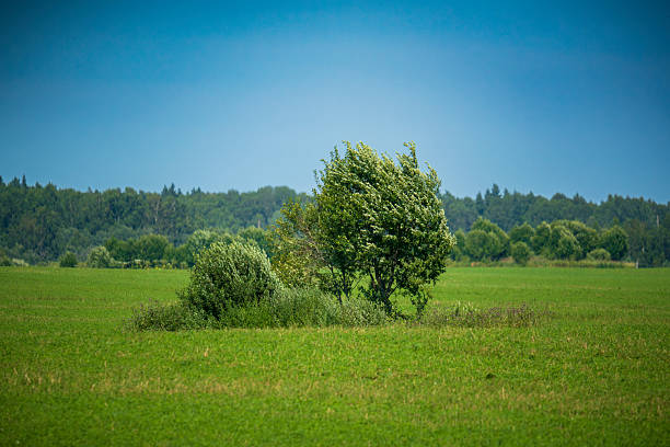 Lush green field with a small group of trees in the foreground and a dense forest in the background. Serene rural landscape under a bright blue sky on a sunny day