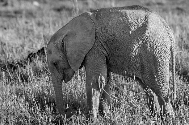 Black and white close-up of wild baby African elephant (Loxodonta africana) standing beside it's off camera mother.