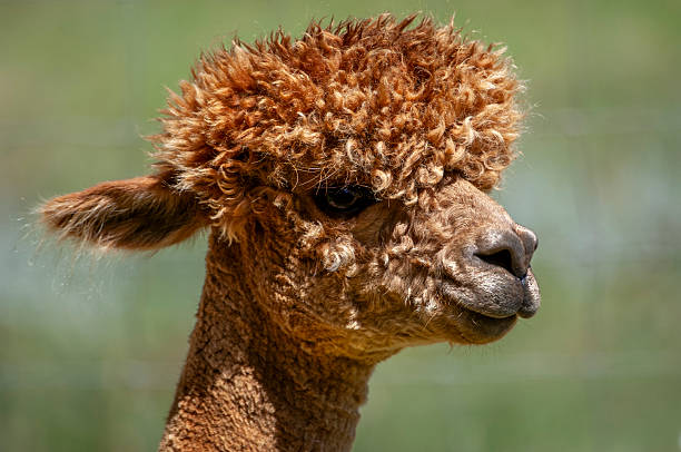 An alpaca standing calmly and facing the camera, its gentle features highlighted by golden sunlight. The soft-focus background of paddocks and fields evokes a peaceful, pastoral atmosphere