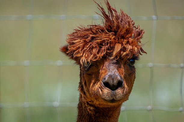 Cute ginger alpaca in the zoo