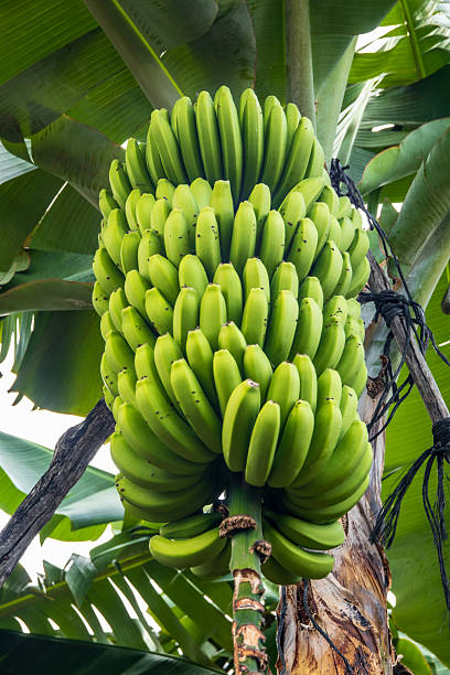 Large Bunch of Green Bananas on a Tree in La Palma