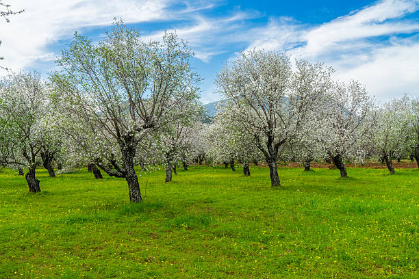 Almond trees blossoming in early Spring in a public park in Madrid on a sunny day. Shallow DOF, focus on the flowers in the foreground.