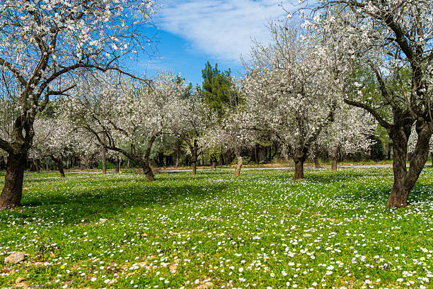A beautiful spring landscape featuring an almond orchard in full bloom. The ground is covered with lush green grass and white wild daisies (chamomile) under a blue sky with clouds.