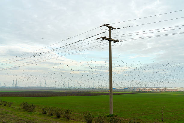 Thousands of birds (starlings) flying in a murmuration and perching on electrical wires and a concrete pole. Industrial factories and high-voltage towers are visible in the background.