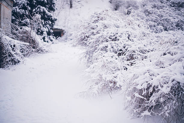 Snow covers a path near a building in a winter landscape during early morning light