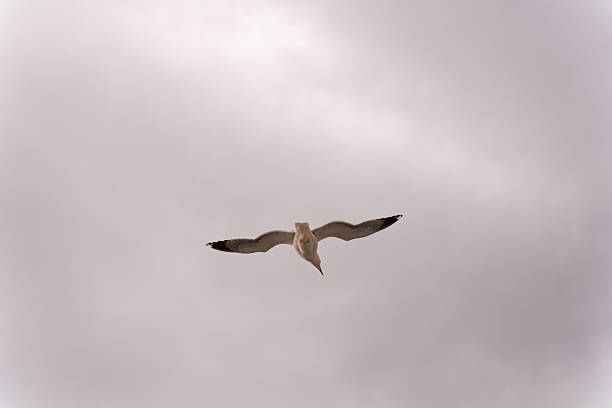 Seagull Flying Above Sea Against Cloudy Sky