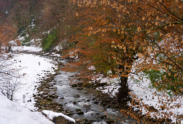 Snow-covered forest creek flowing through autumn trees