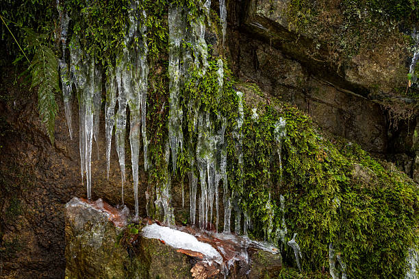 Icicles forming on mossy rock wall in winter forest