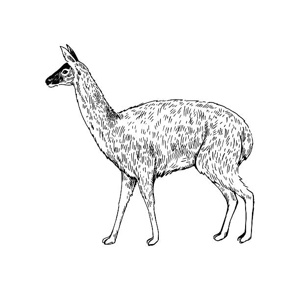 Sketch of llama. Hand-drawn black and white illustration.