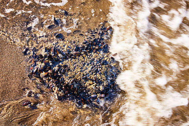 Close-up of mussels and barnacles in a tide pool at Whaleshead Beach, Brookings, Oregon. Sunlight enhances their textures, showcasing coastal marine life in the serene Samuel H. Boardman State Scenic Corridor.