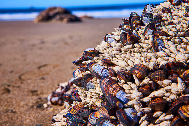 Close-up of vibrant mussels on rocky shore at Whaleshead Beach, Brookings, Oregon. Serene coastal backdrop with gentle waves and clear sky. Perfect for marine biology, environmental, and travel themes.
