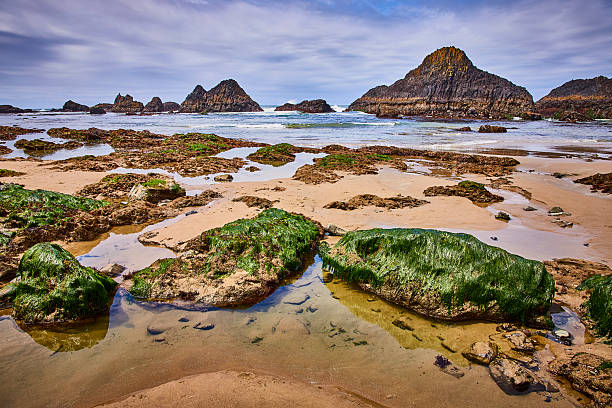Serene Oregon coast at Seal Rock with vibrant seaweed-covered rocks, reflecting tidal pools, and dramatic rocky islets. Perfect for travel, nature, or coastal conservation campaigns.