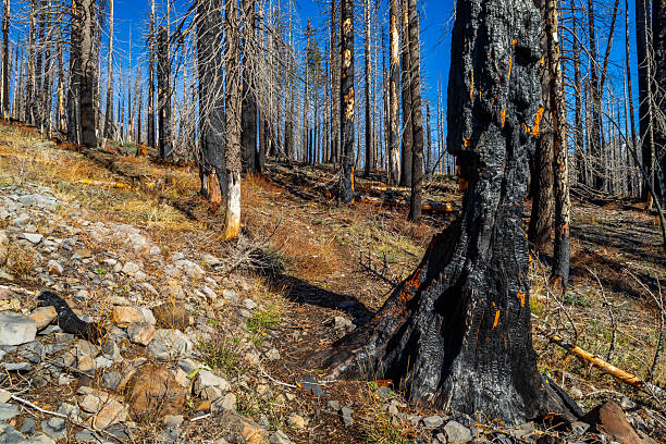Burned forest landscape lines Mill Creek Falls Trail in Lassen Volcanic National Park California
