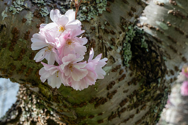 Cherry Blossom
