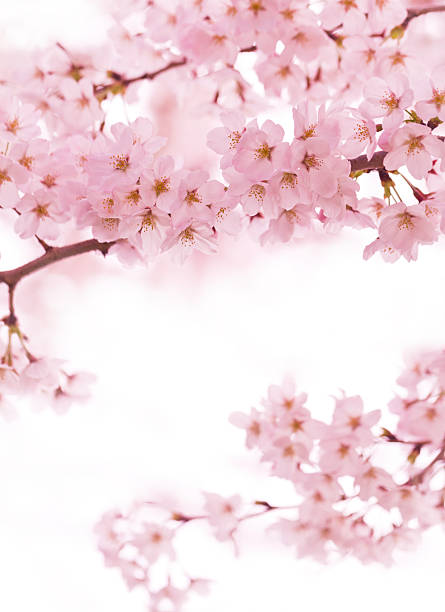 Close Up Of Pink Cherry Blossom