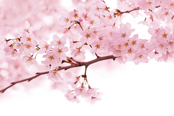 istock Pink Cherry Blossom In The Morning 2257678616