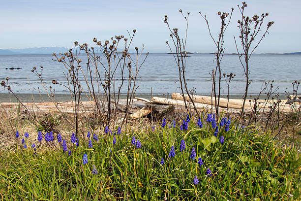 Grape Hyacinths flowering at the beach at Pipers Lagoon Park in Nanimo on a sunny day