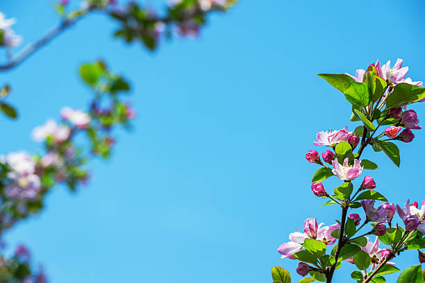 Spring background with blossoming crabapple branches against a sunny blue sky
