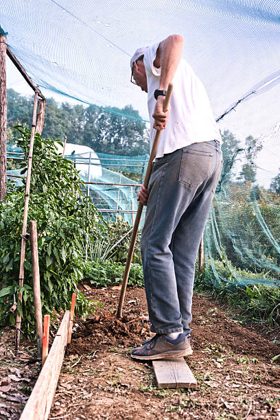 Gardener Preparing Seedbed with a Metal Rake in a Sunny Backyard