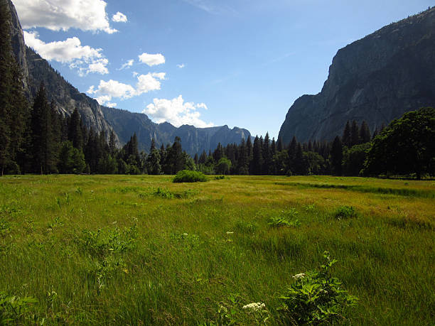 Idyllic Meadow in Yosemite Valley