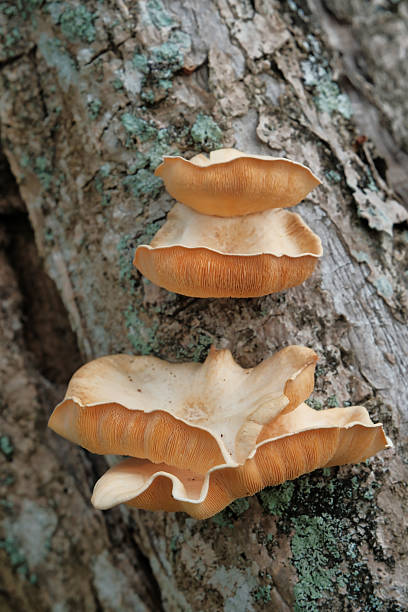 Orange Bracket Fungi on a Mossy Tree Trunk