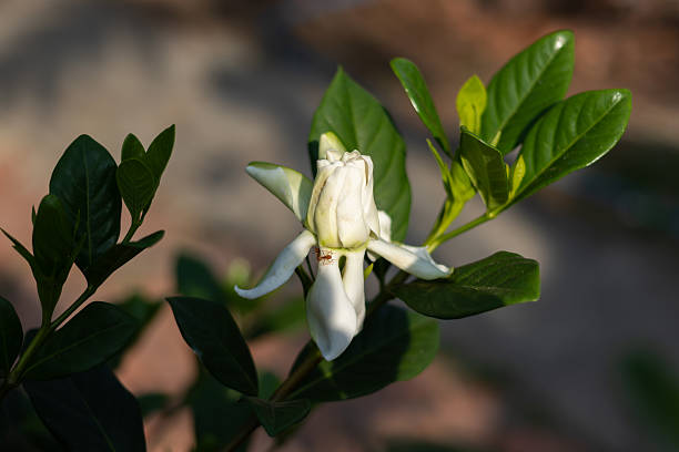 Cape jasmine or garden gardenia flower