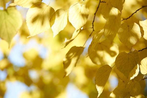 Vibrant yellow autumn leaves on sunlit tree branches against clear blue sky in fall season.