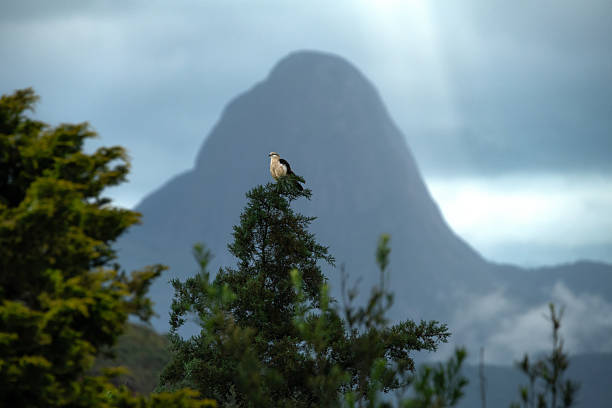 Mountain Caucasian eagle flies in the sky against the backdrop of rocky mountains and plateaus. The concept of coast and freedom of choice.