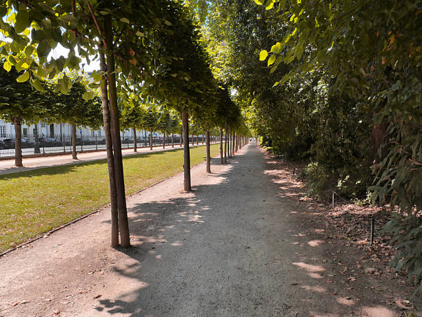 Avenue of red trees in the old village of Kumrovec, home of Josip Broz Tito. Row of trees in two lines forming a nice red avenue on cobblestone road.