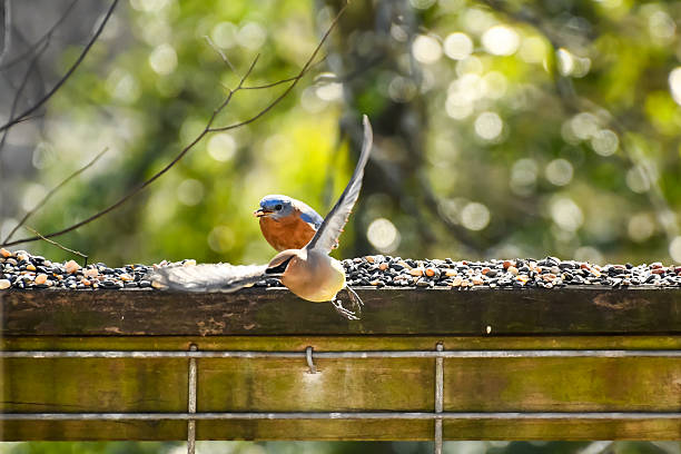 Birds in January in Birmingham, Alabama