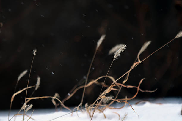 Foxtail grass in the snow against a dark background