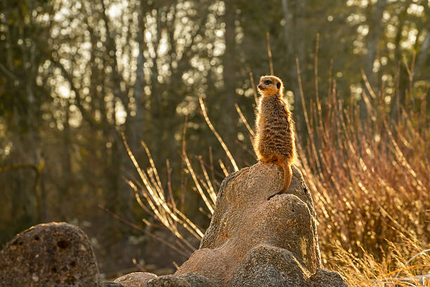 The meerkat (Suricata suricatta) is a small mongoose found in South Africa.