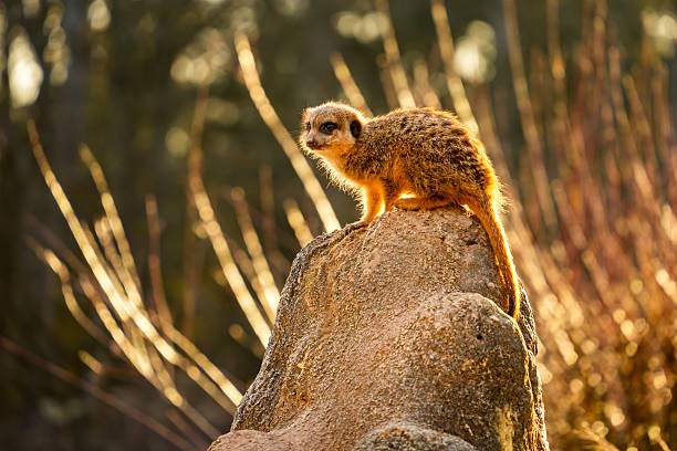 The meerkat (Suricata suricatta) is a small mongoose found in South Africa.