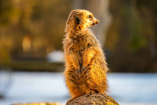 The meerkat (Suricata suricatta) is a small mongoose found in South Africa.