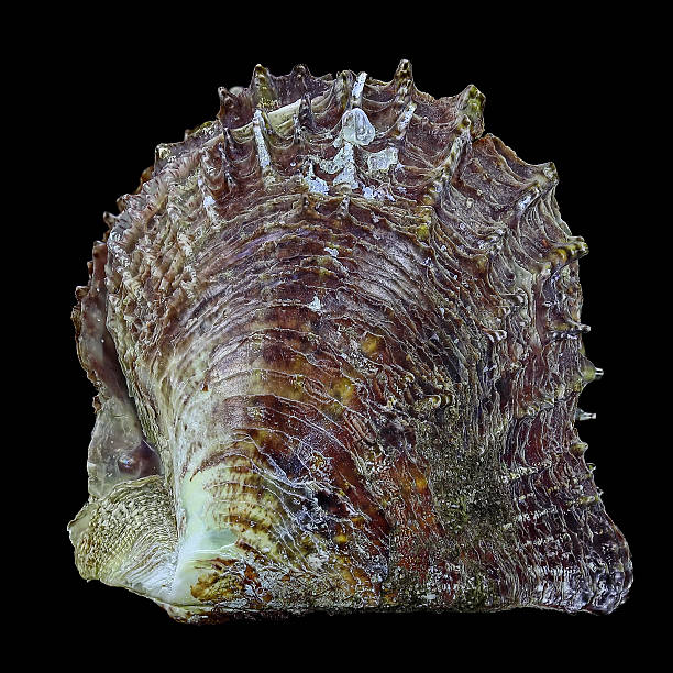 Shell collection: sea shells in various colors