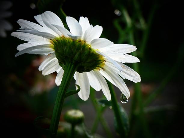 Macro low-angle view of a large daisy flower after rain, focusing on the involucre and white ray petals with a hanging water drop against a dark, blurred background