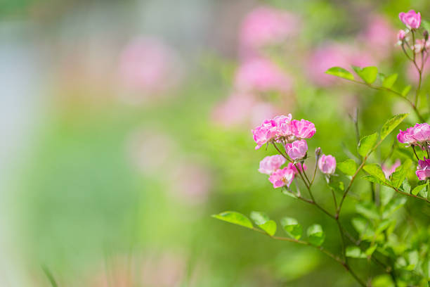 April, Asia, Backgrounds, Beauty, Beauty In Nature