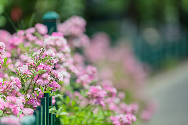 April, Asia, Backgrounds, Beauty, Beauty In Nature