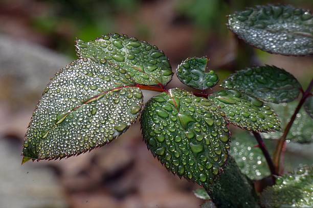 Macro close-up of green rose leaves covered with fine water droplets after rain, highlighting serrated edges, reddish veins, natural texture, and freshness against a soft blurred background, 2019