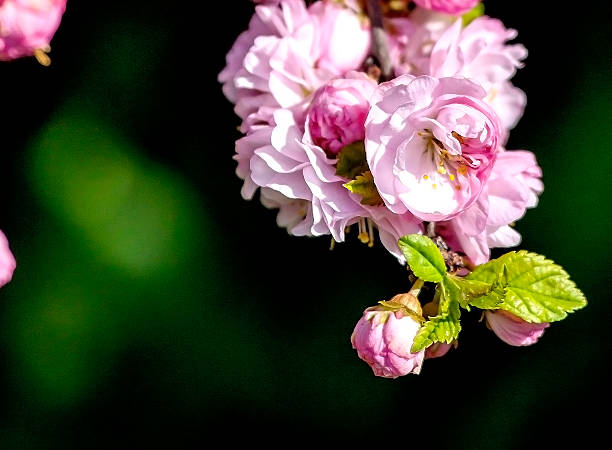 Almond orchard, spring view of a blossoming pink almond orchard near Hustopece, South Moravia, Czech Republic