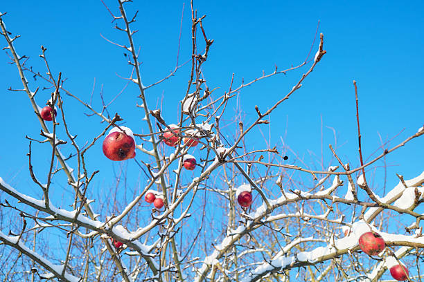 drifts of pure white snow in an apple orchard, not tall apple trees without foliage in the winter season