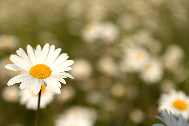 a beautiful photos of daisies, gerberas on a light background, chamomile close-up, bouquet of daisies