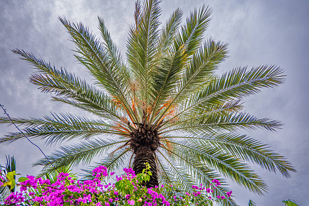 Yellow hibiscus flowers on a tree on a tropical Bahamas beach setting