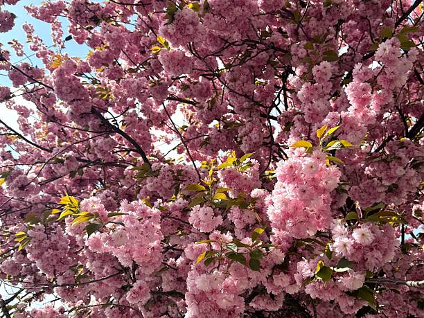 An enchantingly beautiful sakura tree with delicate pink blooms, close up