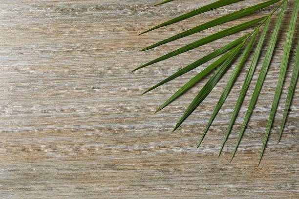 Green palm leaf on wooden background, space for text