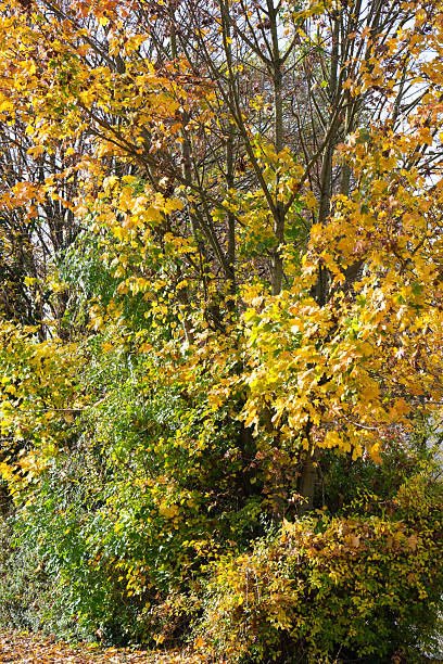Aperture f/6.3, shutter speed 1/250 sec., ISO 160, focal length 81 mm, UV filter, lens hood, full-frame camera