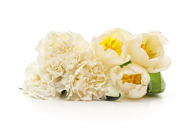 red tulips on white background
