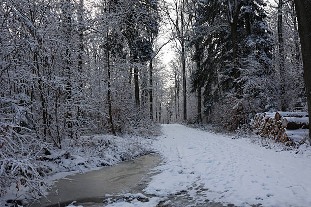 winter landscape - snow-covered trees in snowfall.