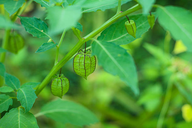 Chinese lantern, also known as Japanese lantern, Alkekengi officinarum, Bladder cherry, Ground cherry or Winter cherry, is a species of flowering plant in the nightshade family Solanaceae. It is  a perennial ornamental plant, with bright orange to red papery covering over its fruits, which resembles paper lantern.